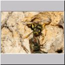 Mellinus arvensis - Kotwespe w49b beim Nesteintrag - Fliege wird rueckwaerts ins Nest gezogen - Sandbgrube Niedringhaussee.jpg